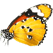 https://samponi-sapice.si/wp-content/uploads/2019/08/butterfly.png